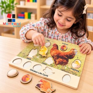 Chicken Lifecycle Montessori