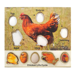 Chicken lifecycle Puzzle